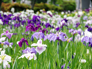 知立公園花しょうぶまつり