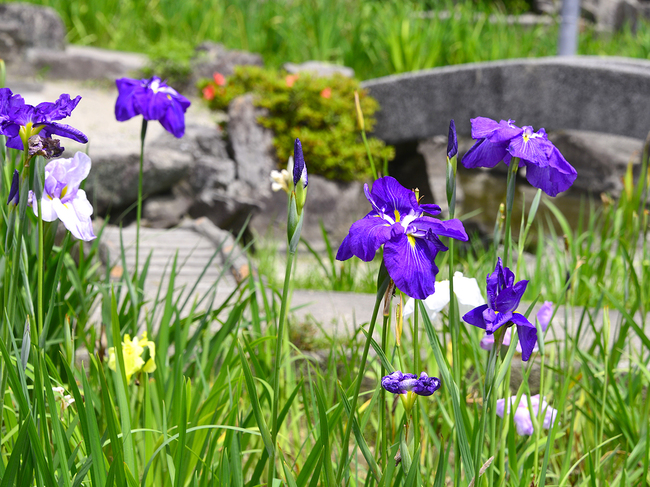 知立公園花しょうぶまつり