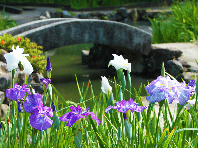 知立公園花しょうぶまつり