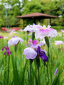 知立公園花しょうぶまつり